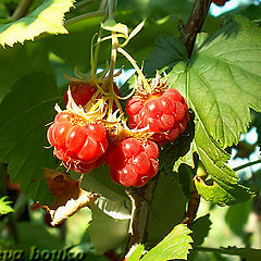 фото "Raspberry-bush"