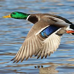 photo "Flying duck"