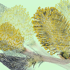 фото "Catkins"