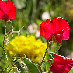 photo "Roadside Garden"