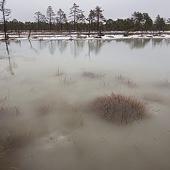 фото "Весеннее болото"