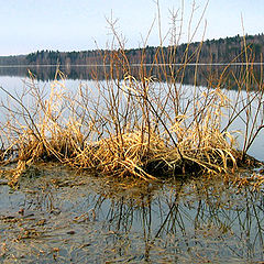 фото "Разлив на лесном озере"