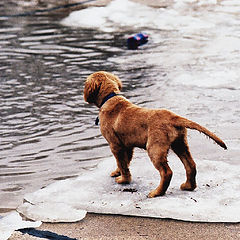 photo "my pup on the ice at the wading pool in the park 1999"