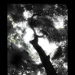 фото "tree in the garden"