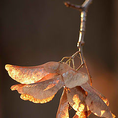 photo "***"
