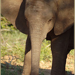 photo "Baby Elephant"