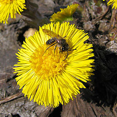 photo "Smile of Spring"