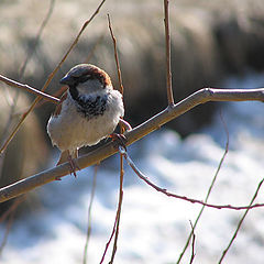 photo "The sparrow the sends us a song"