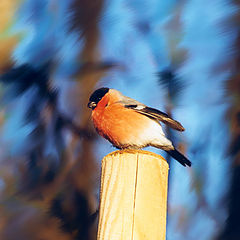 photo "winterbird"