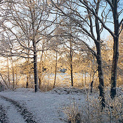 photo "Winterstar"