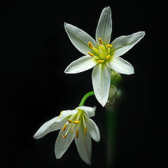 photo "brightest smile"