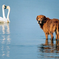 photo "my dog with some swim buddies"