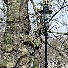 photo "Tree and Lantern"