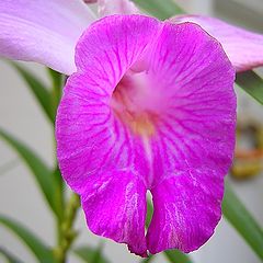 photo "Orchid"