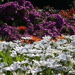фото "" Spring Dreams "."