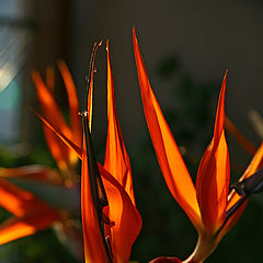 фото "Fire"