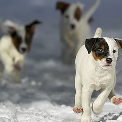 photo "Leader of the pack"