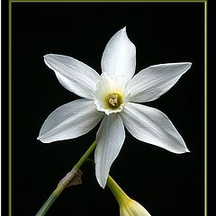 photo "narcissi star"