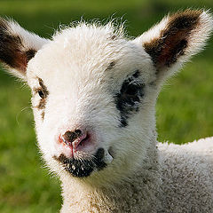 photo "A Lamb"