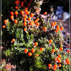 фото "Little Mushrooms"