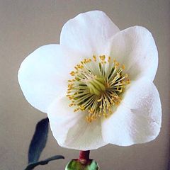 фото "" Helleborus Niger ""