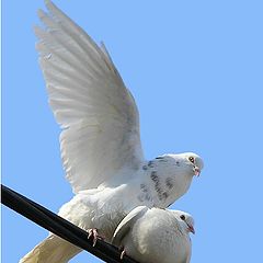 photo "Spring  &  pigeons"