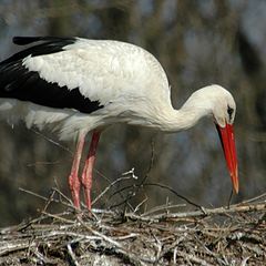 photo "stork building nest"