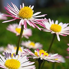 фото "la primavera"