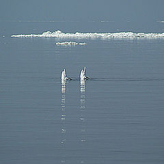 photo "Балет..."