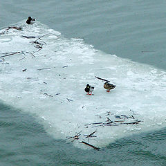 photo "Drifting on the ice-floe"