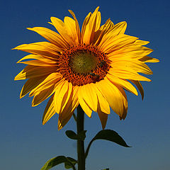 фото "sunflower"