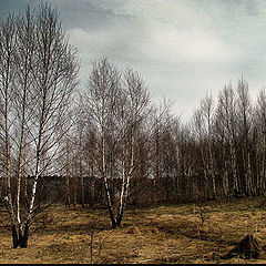 photo "coppice  of  birchtrees"
