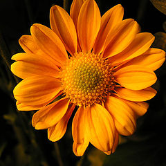фото "Flower"