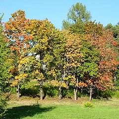 photo "Colors of autumn"