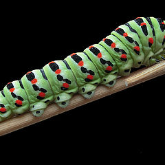 фото "caterpillar 01"