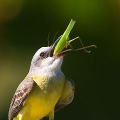 photo "The Big Gulp"