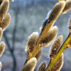 photo "It's spring!"