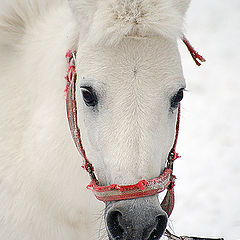 photo "ponny (:mini horse:)"