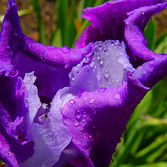 photo "Folded Iris"