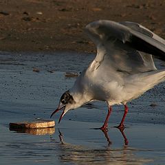 photo "Bread"