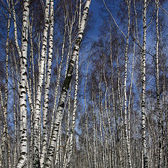 photo "White-trunked"