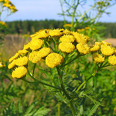 photo "Smell of the Tansy"