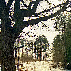 photo "Spring of the old oak"