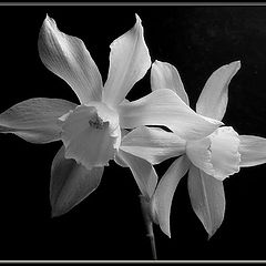 photo "white on black"