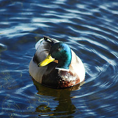 photo "Swimming in  the April Sun"