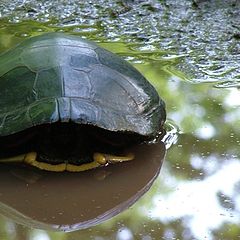 photo "In His Shell"