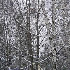 photo "Cloudy snowfall"