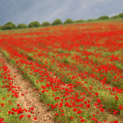 photo "Colors of Spring"