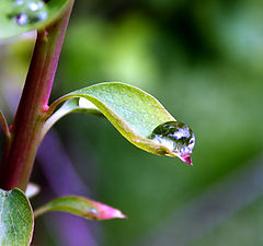 photo "Morning tear"