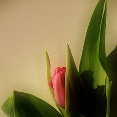 photo "tulipfever..."